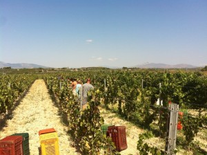 Discover-all-the-secrets-of-a-Greek-winery